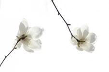 목련, 꽃, 봄, 봄꽃, 고귀함, 사진,이미지,일러스트,캘리그라피 - 웅이님72작가 크라우드픽 - 저작권 걱정 없는 상업용 이미지