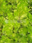 잎, 식물, plant, leaf, 초록잎, 사진,이미지,일러스트,캘리그라피 - Npinklife11작가 크라우드픽 - 저작권 걱정 없는 상업용 이미지