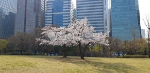 벗꽃나무, 빌딩, 도심, 그림자, 공원, 사진,이미지,일러스트,캘리그라피 - yooofa작가 크라우드픽 - 저작권 걱정 없는 상업용 이미지