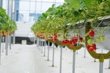 딸기, 딸기농장, 딸기수확, 딸기농장체험, 농장체험, 사진,이미지,일러스트,캘리그라피 - MOTT작가 크라우드픽 - 저작권 걱정 없는 상업용 이미지