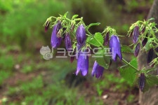 식물, 꽃, plant, flower, 청강초롱, 사진,이미지,일러스트,캘리그라피 - benjamin작가 크라우드픽 - 저작권 걱정 없는 상업용 이미지