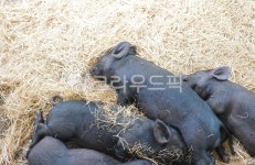 흑돼지, 우리, 짚, 휴식, 농장, 사진,이미지,일러스트,캘리그라피 - happyfun81작가 크라우드픽 - 저작권 걱정 없는 상업용 이미지