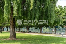 나무, 버드나무, 한그루, 공원, 산책로, 사진,이미지,일러스트,캘리그라피 - 디디픽쳐스작가 크라우드픽 - 저작권 걱정 없는 상업용 이미지