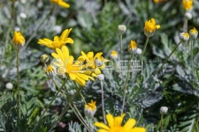 봄, 유리옵스, 유리호프스, 유리옵스펙티나투스, 노란색, 사진,이미지,일러스트,캘리그라피 - two K작가 크라우드픽 - 저작권 걱정 없는 상업용... 