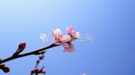 봄, 복숭아꽃, 살구꽃, 벚꽃, blossom, 사진,이미지,일러스트,캘리그라피 - Ntraumen_op작가 크라우드픽 - 저작권 걱정 없는 상업용 이미지