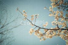 벚꽃, 봄, 봄꽃, 감성사진, 꽃, 사진,이미지,일러스트,캘리그라피 - CtM작가 크라우드픽 - 저작권 걱정 없는 상업용 이미지