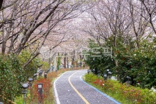 봄, 벚꽃, 벚꽃길, 자전거길, 산책길, 사진,이미지,일러스트,캘리그라피 - cstrike작가 크라우드픽 - 저작권 걱정 없는 상업용 이미지