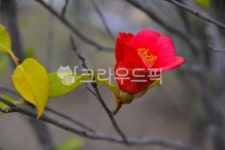 동백꽃, 동백나무, 겨울꽃, 빨간색꽃, 광상수, 사진,이미지,일러스트,캘리그라피 - space작가 크라우드픽 - 저작권 걱정 없는 상업용 이미지