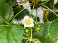 딸기꽃, 딸기농장, 딸기, 하얀꽃, 흰꽃, 사진,이미지,일러스트,캘리그라피 - Nstromsir작가 크라우드픽 - 저작권 걱정 없는 상업용 이미지