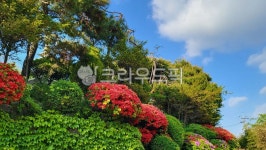 꽃, 나무, 자연, 공원, 조경, 사진,이미지,일러스트,캘리그라피 - paulos작가 크라우드픽 - 저작권 걱정 없는 상업용 이미지
