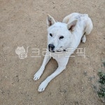 animal, 동물, dog, 개, pet, 사진,이미지,일러스트,캘리그라피 - MOON76작가 크라우드픽 - 저작권 걱정 없는 상업용 이미지