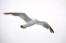 괭이갈매기, 갈매기, 조류, 새, 바다, 사진,이미지,일러스트,캘리그라피 - Nbatman424작가 크라우드픽 - 저작권 걱정 없는 상업용 이미지