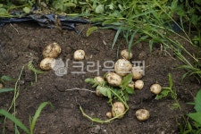 감자, 작물, 먹거리, 식재료, 땅, 사진,이미지,일러스트,캘리그라피 - pb이로작가 크라우드픽 - 저작권 걱정 없는 상업용 이미지