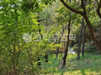 나무, 나뭇잎, 잎, 숲, 초목, 사진,이미지,일러스트,캘리그라피 - Ngoodlife1450작가 크라우드픽 - 저작권 걱정 없는 상업용 이미지