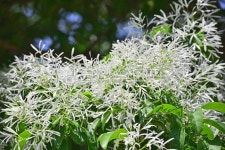 이팝나무꽃, 나무꽃, 봄꽃, 가로수, 나무, 사진,이미지,일러스트,캘리그라피 - space작가 크라우드픽 - 저작권 걱정 없는 상업용 이미지