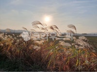 갈대, 하늘, 햇빛, 자연, 옥외, 사진,이미지,일러스트,캘리그라피 - 모산작가 크라우드픽 - 저작권 걱정 없는 상업용 이미지