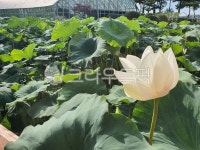 leaf, 잎, garden, 정원, nature, 사진,이미지,일러스트,캘리그라피 - jsss_96작가 크라우드픽 - 저작권 걱정 없는 상업용 이미지