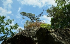 무주천년송, 소나무, 절경, 명소, 조선소나무, 사진,이미지,일러스트,캘리그라피 - 때까치작가 크라우드픽 - 저작권 걱정 없는 상업용 이미지