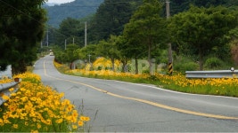 금계국, 금계국꽃, 꽃, 꽃사진, 식물, 사진,이미지,일러스트,캘리그라피 - hyeoni작가 크라우드픽 - 저작권 걱정 없는 상업용 이미지