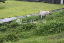 농장, 목장, 방목, 말, 제주도, 사진,이미지,일러스트,캘리그라피 - mari-jane작가 크라우드픽 - 저작권 걱정 없는 상업용 이미지