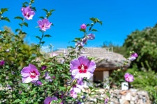 공주, 외암민속마을, 무궁화, 꽃, 초가집, 사진,이미지,일러스트,캘리그라피 - 참 아름다우리라작가 크라우드픽 - 저작권 걱정 없는 상업용 이미지