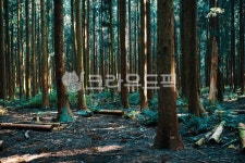 제주도, 사려니숲길, 숲, 나무, 자연, 사진,이미지,일러스트,캘리그라피 - 커다란 곰돌이작가 크라우드픽 - 저작권 걱정 없는 상업용 이미지