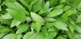 초록이, 풀잎, 초록풀잎, 여름풀잎, 푸른, 사진,이미지,일러스트,캘리그라피 - bokiss73작가 크라우드픽 - 저작권 걱정 없는 상업용 이미지