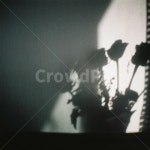 꽃, 그림자, 빛, 감성사진, 감성, 사진,이미지,일러스트,캘리그라피 - 한달작가 크라우드픽 - 저작권 걱정 없는 상업용 이미지