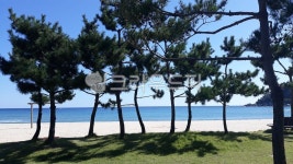 자연, 바다, 소나무, 동해바다, sea, 사진,이미지,일러스트,캘리그라피 - Npalddook77작가 크라우드픽 - 저작권 걱정 없는 상업용 이미지