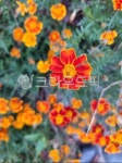 꽃, 만수국, 국화과, 홍황초, 초록, 사진,이미지,일러스트,캘리그라피 - hajung02작가 크라우드픽 - 저작권 걱정 없는 상업용 이미지