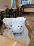 animal, 강아지, 이쁜강아지, 카페, 뽀메리안, 사진,이미지,일러스트,캘리그라피 - 연YEON연작가 크라우드픽 - 저작권 걱정 없는 상업용 이미지