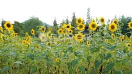 여름, 해바라기, 꽃, flower, sunflower, 사진,이미지,일러스트,캘리그라피 - Yudomi작가 크라우드픽 - 저작권 걱정 없는 상업용 이미지