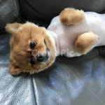 강아지, 개, 포메라니안, 집, 개털, 사진,이미지,일러스트,캘리그라피 - hoshalom작가 크라우드픽 - 저작권 걱정 없는 상업용 이미지