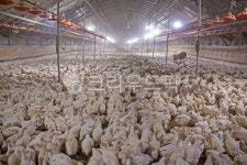 양계장, 농장, 가금류, 닭, 동물, 사진,이미지,일러스트,캘리그라피 - 태광 최작가 크라우드픽 - 저작권 걱정 없는 상업용 이미지