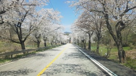 벚꽃, 벚꽃길, 하늘, 봄, 찾길, 사진,이미지,일러스트,캘리그라피 - 설궁작가 크라우드픽 - 저작권 걱정 없는 상업용 이미지