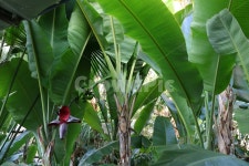 바나나, 바나나꽃, 바나나나무, 나무, 식물, 사진,이미지,일러스트,캘리그라피 - 청랑작가 크라우드픽 - 저작권 걱정 없는 상업용 이미지