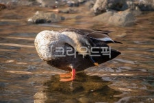 흰뺨검둥오리, 오리, duck, 새, 그루밍, 사진,이미지,일러스트,캘리그라피 - loveallyson작가 크라우드픽 - 저작권 걱정 없는 상업용 이미지