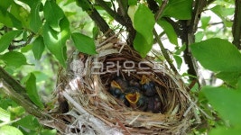 둥지, birdnest, 새, nest, 아기, 사진,이미지,일러스트,캘리그라피 - 원샘작가 크라우드픽 - 저작권 걱정 없는 상업용 이미지