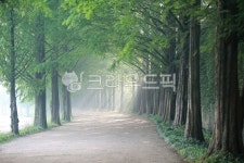 메타세쿼이아길, 오솔길, 아름다운길, 빛내림, 가로수, 사진,이미지,일러스트,캘리그라피 - pandora4077작가 크라우드픽 - 저작권 걱정 없는... 