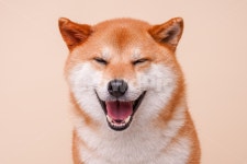 시바, 시바견, 시바이누, 웃는시바, 시바미소, 사진,이미지,일러스트,캘리그라피 - Nhyypic작가 크라우드픽 - 저작권 걱정 없는 상업용 이미지