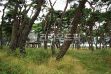 소나무, 소나무숲, 동산, 나무, nature, 사진,이미지,일러스트,캘리그라피 - leekom작가 크라우드픽 - 저작권 걱정 없는 상업용 이미지