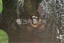 wood, 나무, 숲, 딱따구리, 오색딱다구리, 사진,이미지,일러스트,캘리그라피 - b5107057작가 크라우드픽 - 저작권 걱정 없는 상업용 이미지