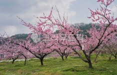 꽃, 복사꽃, 도화, 복숭아꽃, 과수원, 사진,이미지,일러스트,캘리그라피 - 서은작가 크라우드픽 - 저작권 걱정 없는 상업용 이미지