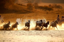 말, 경주, 말달리기, 말목장, 동물, 사진,이미지,일러스트,캘리그라피 - 제이티에스작가 크라우드픽 - 저작권 걱정 없는 상업용 이미지