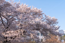 cherryblossom, 봄, 벚꽃, 봄나들이, 산책, 사진,이미지,일러스트,캘리그라피 - Nmiracle85lbj작가 크라우드픽 - 저작권 걱정 없는 상업용... 