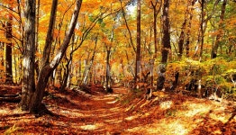 길, 단풍길, 대관령옛길, 대관령, 가을, 사진,이미지,일러스트,캘리그라피 - 가는세월작가 크라우드픽 - 저작권 걱정 없는 상업용 이미지