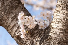 벚꽃, 봄꽃, 봄풍경, 분홍색꽃, 벚꽃길, 사진,이미지,일러스트,캘리그라피 - 코드케이작가 크라우드픽 - 저작권 걱정 없는 상업용 이미지