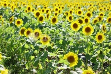 해바라기, 해바라기꽃, 꽃, flower, 식물, 사진,이미지,일러스트,캘리그라피 - 다미안작가 크라우드픽 - 저작권 걱정 없는 상업용 이미지