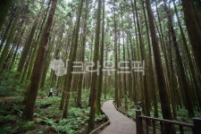 제주도, 사려니숲길, 숲, 삼나무숲, 숲길, 사진,이미지,일러스트,캘리그라피 - leekom작가 크라우드픽 - 저작권 걱정 없는 상업용 이미지