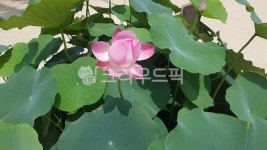 연꽃, flower, 꽃, plant, lotus, 사진,이미지,일러스트,캘리그라피 - active39작가 크라우드픽 - 저작권 걱정 없는 상업용 이미지